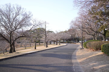 Fototapeta premium Bare trees line a quiet asphalt path. Pink blossoms hint at spring's arrival. Sunlight casts long shadows on the ground. Serenity fills the air with stillness. Ideal for calm, nature