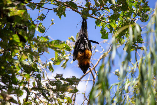 bat seeing it from a different perspective, flying foxes, fruit bats 