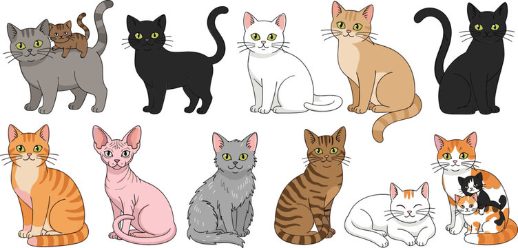 Flat vector illustration set of various cat breeds including calico tabby sphinx black white and ginger kittens