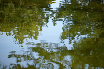 春の公園の川の水面に写す森の新緑の風景