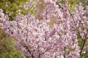 春の名古屋の名城公園の咲いている河津桜の風景