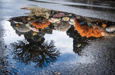 A puddle after rain reflects not the street, but an underwater world with corals and fish. The line between asphalt and water blurs. Surrealism.