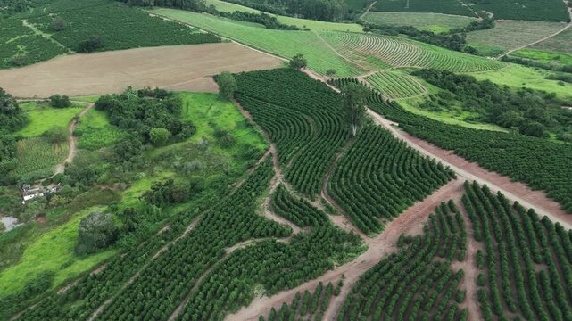 Fazenda de planta&ccedil;&atilde;o de caf&eacute; em Minas Gerais, Brasil