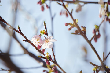 春の名古屋の名城公園の咲いている河津桜の風景