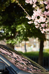公園で駐車する車のフロントガラスに写す満開の桜の風景