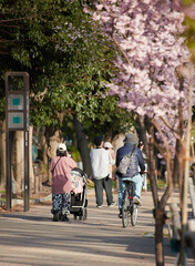 春の名城公園で散歩する人々の姿と満開の桜の風景