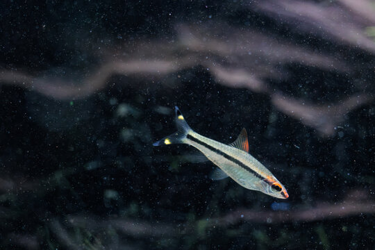 Blackline rasbora (Rasbora borapetensis) swimming in freshwater aquarium.
Slender silver tropical schooling fish with dark stripe popular in planted home
aquascapes