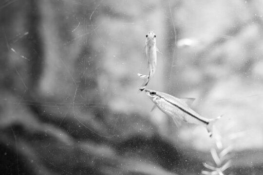 Blackline rasbora (Rasbora borapetensis) swimming in freshwater aquarium.
Slender silver tropical schooling fish with dark stripe popular in planted home
aquascapes