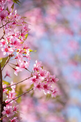 Obraz premium Vertical Horizon Pink Pastel flower floral soft nature blossom blurred background. Vintage romance plum botanical bloom spring season. Vertical Blurry Cherry blossom petals plant in beautiful garden