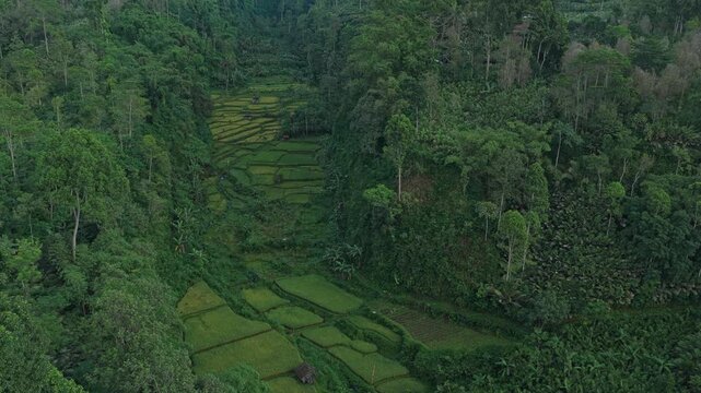 Aerial view moving away from lush green rice terraces nestled in a valley, gradually revealing the majestic semeru volcano in java
