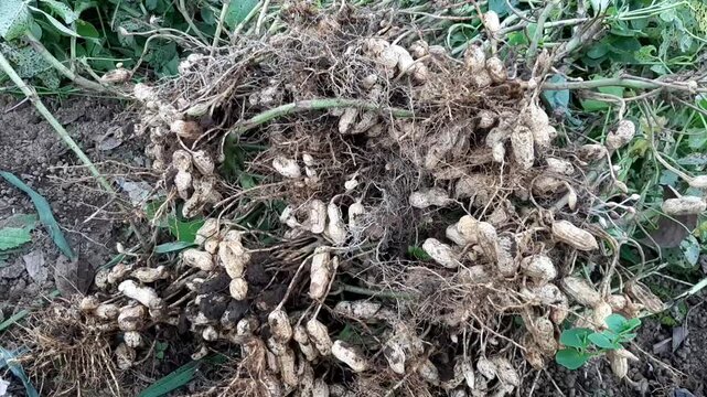 Freshly Harvested Peanuts with Shells and Roots in the Field. Raw peanuts or groundnuts still attached to the roots and covered in soil after being harvested from an organic farm.