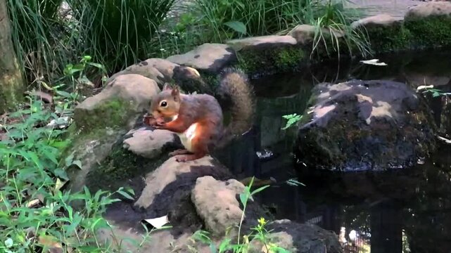 A curious squirrel looking out from its nest surrounded by vibrant green plants in a woodland.