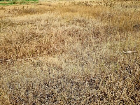 ry yellow grass texture covering wide field natural landscape background arid meadow vegetation pattern outdoor daylight