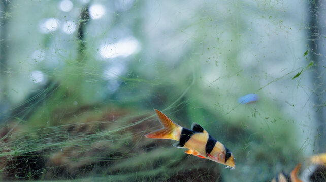 Clown loach (Chromobotia macracanthus) resting on aquarium gravel. Orange
freshwater tropical fish with black bands popular in home aquascaping and
ornamental fishkeeping.