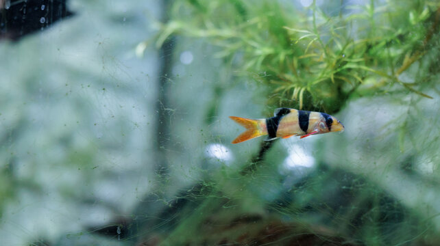 Clown loach (Chromobotia macracanthus) resting on aquarium gravel. Orange
freshwater tropical fish with black bands popular in home aquascaping and
ornamental fishkeeping.