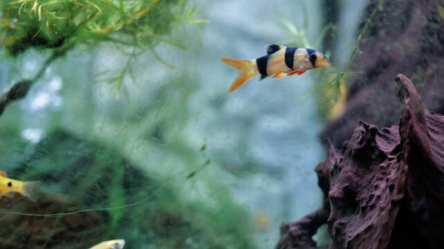 Clown loach (Chromobotia macracanthus) resting on aquarium gravel. Orange
freshwater tropical fish with black bands popular in home aquascaping and
ornamental fishkeeping.