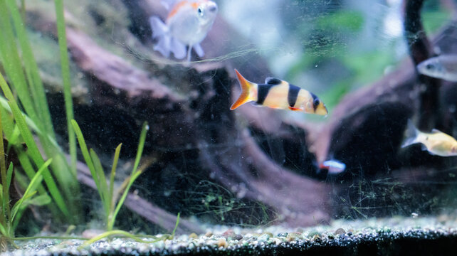 Clown loach (Chromobotia macracanthus) resting on aquarium gravel. Orange
freshwater tropical fish with black bands popular in home aquascaping and
ornamental fishkeeping.