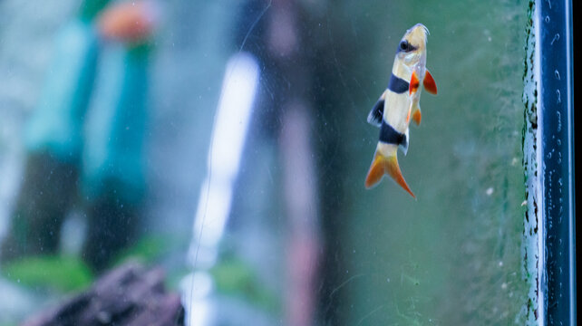 Clown loach (Chromobotia macracanthus) resting on aquarium gravel. Orange
freshwater tropical fish with black bands popular in home aquascaping and
ornamental fishkeeping.