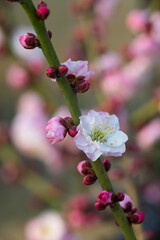The plum blossoms in full bloom at Meiyuan, Xinzhuang, Minhang District, Shanghai, China.