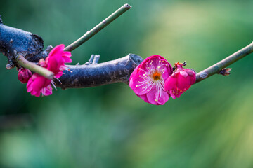 The plum blossoms in full bloom at Meiyuan, Xinzhuang, Minhang District, Shanghai, China.