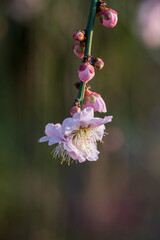 The plum blossoms in full bloom at Meiyuan, Xinzhuang, Minhang District, Shanghai, China.