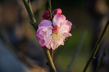 The plum blossoms in full bloom at Meiyuan, Xinzhuang, Minhang District, Shanghai, China.