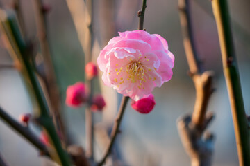 The plum blossoms in full bloom at Meiyuan, Xinzhuang, Minhang District, Shanghai, China.