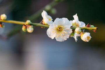 The plum blossoms in full bloom at Meiyuan, Xinzhuang, Minhang District, Shanghai, China.