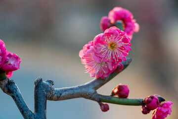 The plum blossoms in full bloom at Meiyuan, Xinzhuang, Minhang District, Shanghai, China.
