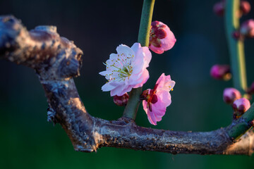 The plum blossoms in full bloom at Meiyuan, Xinzhuang, Minhang District, Shanghai, China.