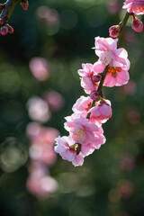 The plum blossoms in full bloom at Meiyuan, Xinzhuang, Minhang District, Shanghai, China.