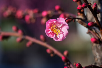 The plum blossoms in full bloom at Meiyuan, Xinzhuang, Minhang District, Shanghai, China.