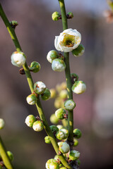 The plum blossoms in full bloom at Meiyuan, Xinzhuang, Minhang District, Shanghai, China.