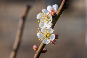 The plum blossoms in full bloom at Meiyuan, Xinzhuang, Minhang District, Shanghai, China.
