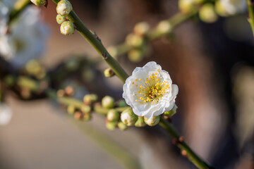The plum blossoms in full bloom at Meiyuan, Xinzhuang, Minhang District, Shanghai, China.