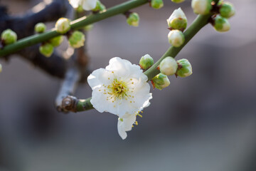 The plum blossoms in full bloom at Meiyuan, Xinzhuang, Minhang District, Shanghai, China.