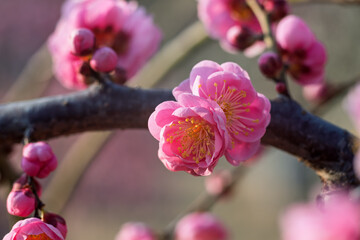 The plum blossoms in full bloom at Meiyuan, Xinzhuang, Minhang District, Shanghai, China.