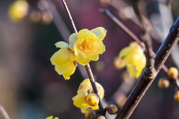 The plum blossoms in full bloom at Meiyuan, Xinzhuang, Minhang District, Shanghai, China.
