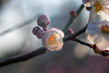The plum blossoms in full bloom at Meiyuan, Xinzhuang, Minhang District, Shanghai, China.