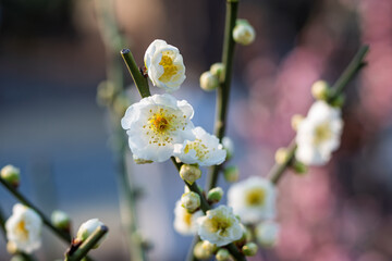 The plum blossoms in full bloom at Meiyuan, Xinzhuang, Minhang District, Shanghai, China.