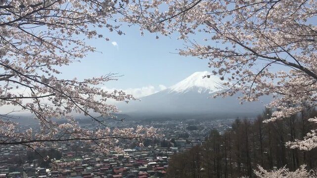 Majestic snow-capped Mount Fuji framed by blooming sakura trees and city view from Arakurayama Sengen Park observation deck in spring, Japan.