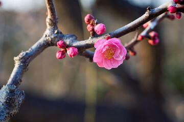 The plum blossoms in full bloom at Meiyuan, Xinzhuang, Minhang District, Shanghai, China.