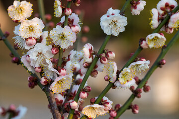 The plum blossoms in full bloom at Meiyuan, Xinzhuang, Minhang District, Shanghai, China.