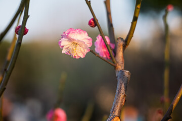 The plum blossoms in full bloom at Meiyuan, Xinzhuang, Minhang District, Shanghai, China.