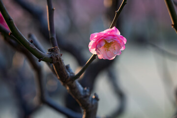 The plum blossoms in full bloom at Meiyuan, Xinzhuang, Minhang District, Shanghai, China.