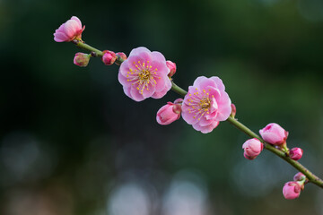 The plum blossoms in full bloom at Meiyuan, Xinzhuang, Minhang District, Shanghai, China.