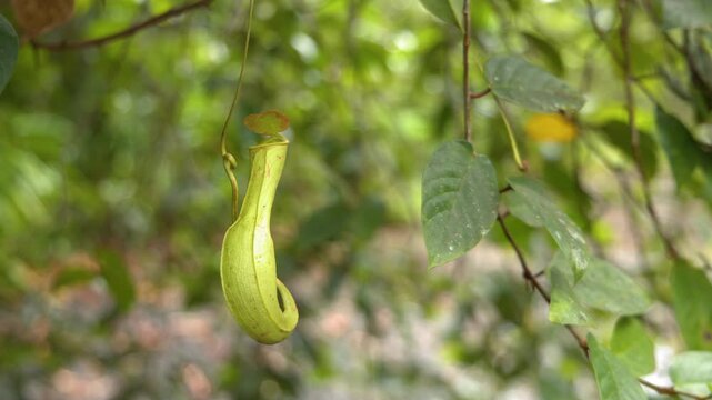 Tropical Pitcher Plant Hanging from a Vine in Palau Rainforest