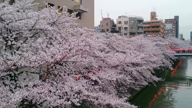 Beautiful Pink Cherry Blossoms Lining Meguro River in Tokyo Japan. Scenic view of blooming sakura trees along the Meguro River promenade during spring season in Tokyo, Japan.