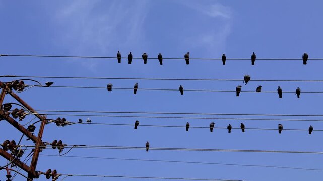 Real time footage of a large flock of rock pigeons Columba livia perching closely together on high voltage electric power lines during winter daytime in Himachal Pradesh India.