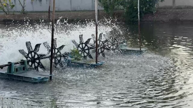 Paddle Wheel Aerator Working in Aquaculture Pond for Fish and Shrimp Farming